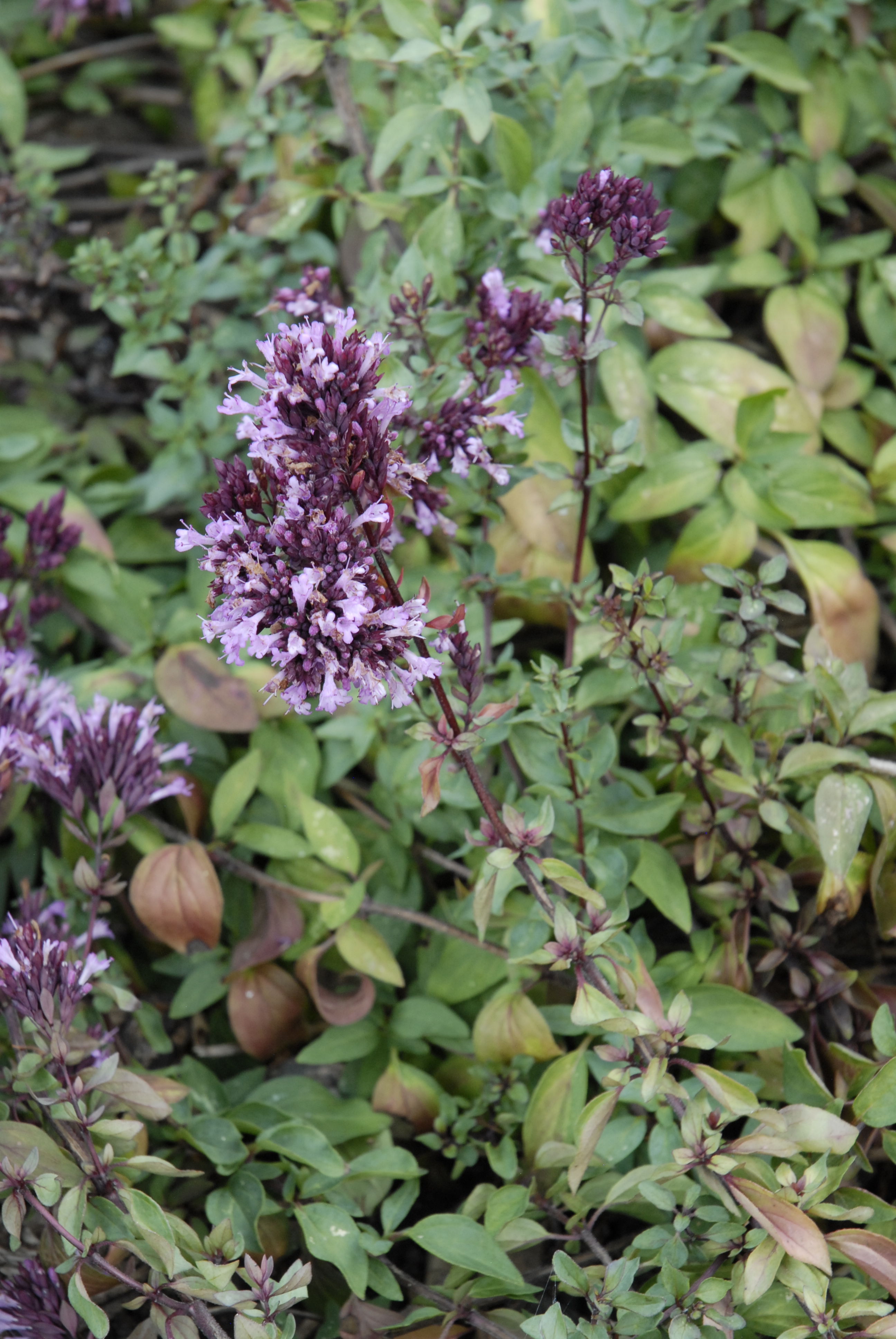 Purple Ornamental Oregano